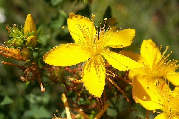 antidepressivi naturali