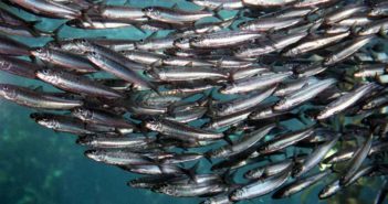 Pesce Azzurro - elenco tipi specie benefici per la salute e proprietà nutrizionali pesce azzurro