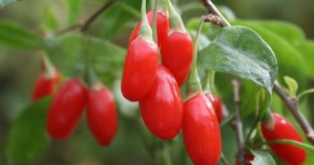 Bacche di Goji: proprietà curative, benefici per la salute e controindicazioni. Scopri quali sono le proprietà benefiche delle bacche di goji, i benefici, utilizzi alimentari, coltivazione e consigli per utilizzare al meglio questo antichissimo rimedio.