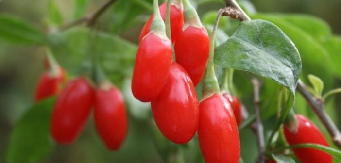 Bacche di Goji: proprietà curative, benefici per la salute e controindicazioni. Scopri quali sono le proprietà benefiche delle bacche di goji, i benefici, utilizzi alimentari, coltivazione e consigli per utilizzare al meglio questo antichissimo rimedio.