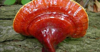 Ganoderma Lucidum (Reishi): proprietà, benefici per la salute, utilizzi e controindicazioni. Scopri le proprietà benefiche, curative e terapeutiche del Ganoderma Lucidum, i benefici per la salute, effetti collaterali e le controindicazioni del Fungo Reishi.