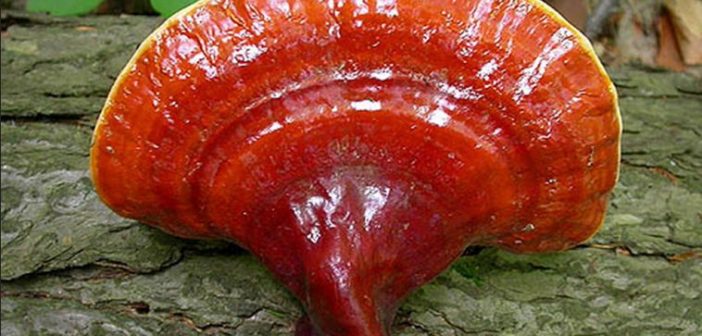 Ganoderma Lucidum (Reishi): proprietà, benefici per la salute, utilizzi e controindicazioni. Scopri le proprietà benefiche, curative e terapeutiche del Ganoderma Lucidum, i benefici per la salute, effetti collaterali e le controindicazioni del Fungo Reishi.