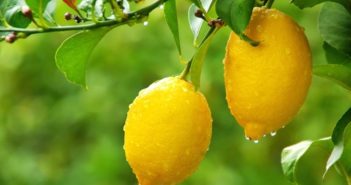 Limone: proprietà, benefici per la salute e controindicazioni. Scopri quali sono le proprietà benefiche e curative dei limoni, i benefici per la salute, a cosa è utile il succo di limone e le controindicazioni.