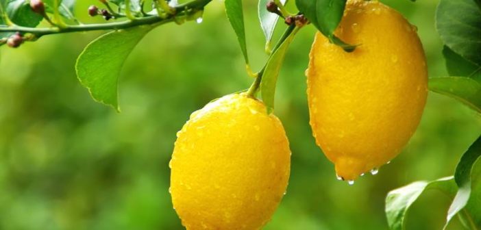 Limone: proprietà, benefici per la salute e controindicazioni. Scopri quali sono le proprietà benefiche e curative dei limoni, i benefici per la salute, a cosa è utile il succo di limone e le controindicazioni.