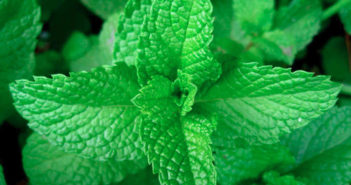 Menta: proprietà, benefici e controindicazioni. Scopri le proprietà della menta, i benefici per la salute, come preparare la tisana alla menta, come usare la menta fresca in cucina, i rimedi naturali, le controindicazioni e gli effetti collaterali.