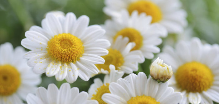 Camomilla: proprietà e benefici. Scopri le proprietà benefiche della camomilla, i benefici per la salute, tutti gli utilizzi come rimedio naturale e le controindicazioni.