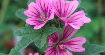 Malva: proprietà, benefici e controindicazioni. Scopri le proprietà della malva, i benefici per la salute, come preparare la tisana alla malva, i rimedi naturali, le controindicazioni e gli effetti collaterali.