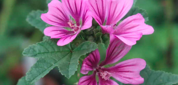 Malva: proprietà, benefici e controindicazioni. Scopri le proprietà della malva, i benefici per la salute, come preparare la tisana alla malva, i rimedi naturali, le controindicazioni e gli effetti collaterali.