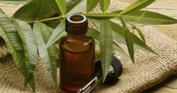 Tea Tree Oil: proprietà, benefici e controindicazioni. Scopri le proprietà del Tea Tree Oil, i benefici per la salute, come utilizzare l'olio di melaleuca come rimedio naturale contro brufoli o per la pulizia della casa, le controindicazioni e gli effetti collaterali.