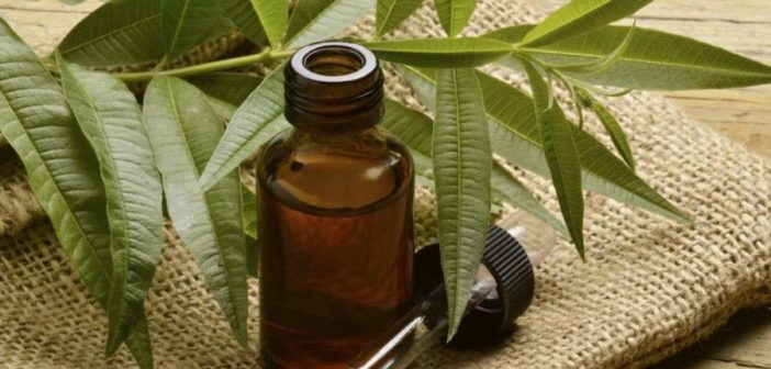 Tea Tree Oil: proprietà, benefici e controindicazioni. Scopri le proprietà del Tea Tree Oil, i benefici per la salute, come utilizzare l'olio di melaleuca come rimedio naturale contro brufoli o per la pulizia della casa, le controindicazioni e gli effetti collaterali.