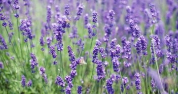 Lavanda proprietà benefici uso e controindicazioni. Scopri a cosa serve la lavanda, come preparare la tisana alla lavanda e tutti i rimedi naturali a base di lavanda.