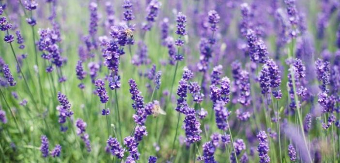 Lavanda proprietà benefici uso e controindicazioni. Scopri a cosa serve la lavanda, come preparare la tisana alla lavanda e tutti i rimedi naturali a base di lavanda.