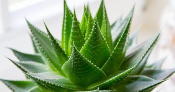 Aloe Vera - proprietà, benefici, usi e controindicazioni. Scopri le proprietà dell'aloe vera gel, i benefici per la salute, tutti gli usi, le controindicazioni e gli effetti collaterali.