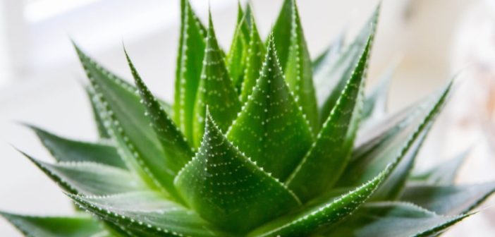 Aloe Vera - proprietà, benefici, usi e controindicazioni. Scopri le proprietà dell'aloe vera gel, i benefici per la salute, tutti gli usi, le controindicazioni e gli effetti collaterali.