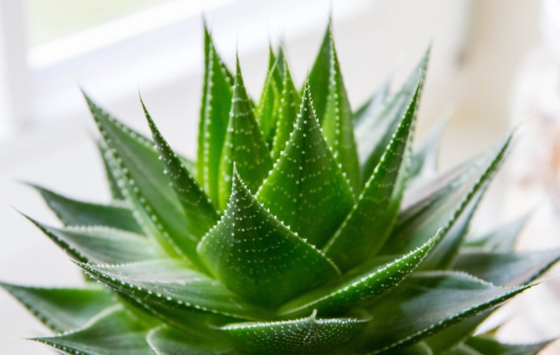 aloe vera gel benefici