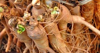 Ginseng proprietà benefici usi e controindicazioni. Scopri le proprietà benefiche del ginseng, come usare il ginseng per il nostro benessere, le controindicazioni e gli effetti collaterali.