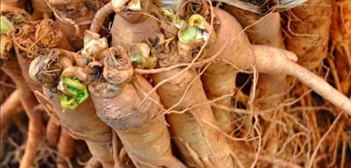 Ginseng proprietà benefici usi e controindicazioni. Scopri le proprietà benefiche del ginseng, come usare il ginseng per il nostro benessere, le controindicazioni e gli effetti collaterali.