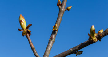 Fiore di Bach Chestnut Bud: per chi non coglie il buono delle esperienze