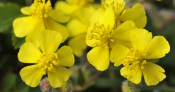 Fiore di Bach Rock Rose, per chi si lascia prendere dal panico