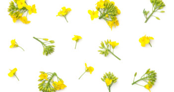 Fiore di Bach Mustard: per chi è malinconico senza un motivo