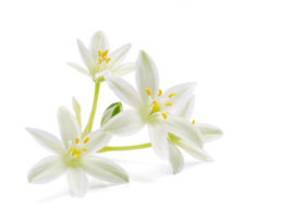 Fiore di Bach Star of Bethlehem, per chi ha vissuto un trauma