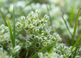 Fiore di Bach Scleranthus: per gli eterni indecisi